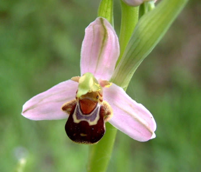 Ophrys apifera